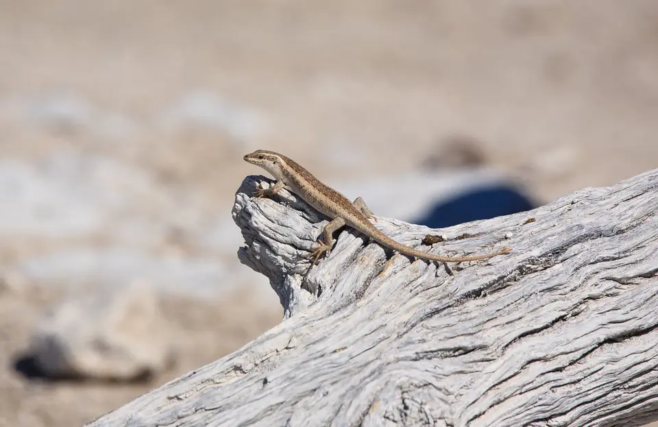 Namibia_Etosha_011.jpg