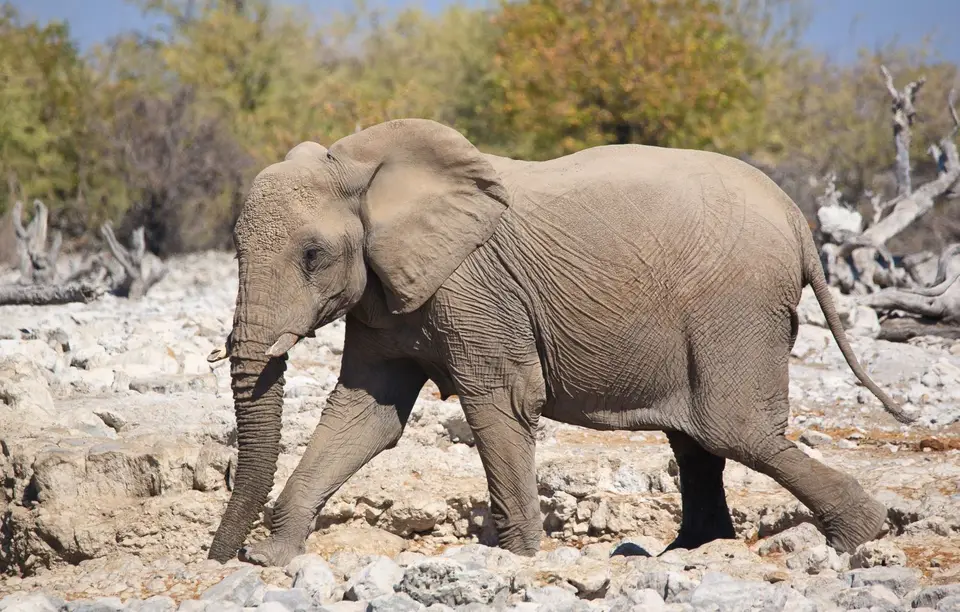Namibia_Etosha_012.jpg