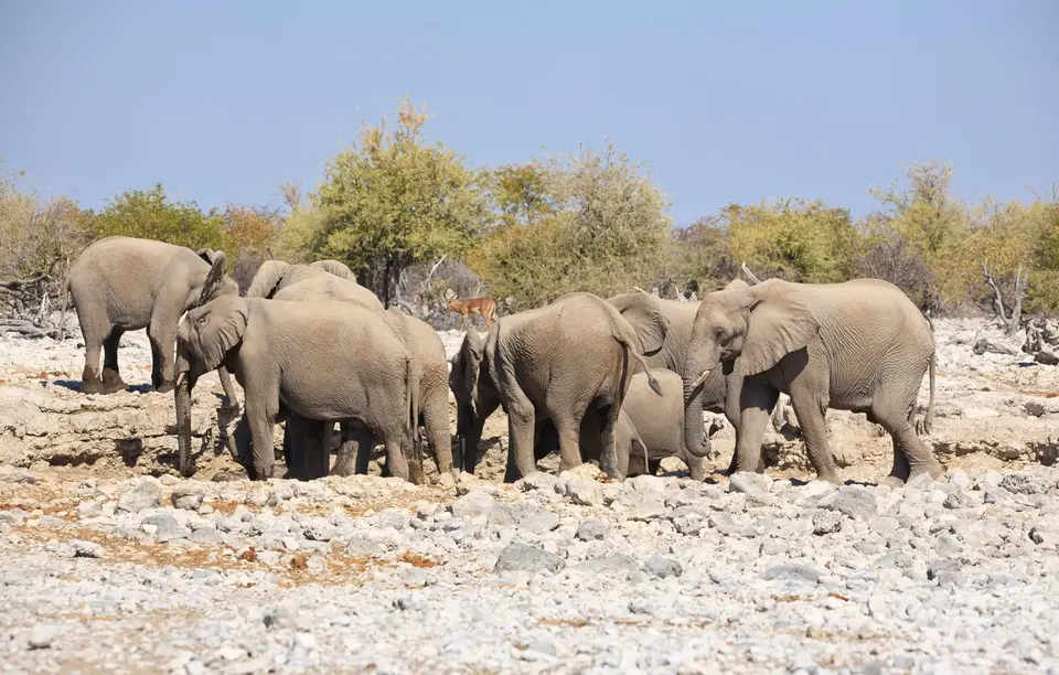 Namibia_Etosha_014.jpg