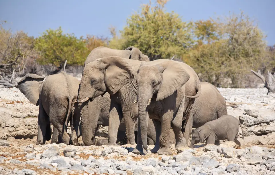 Namibia_Etosha_015.jpg