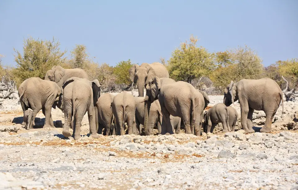 Namibia_Etosha_016.jpg