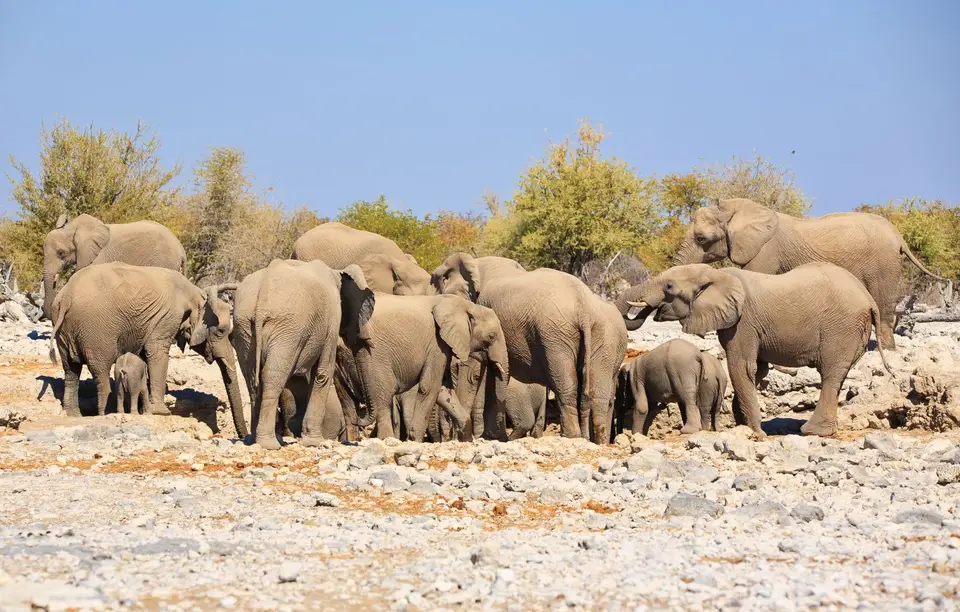 Namibia_Etosha_018.jpg