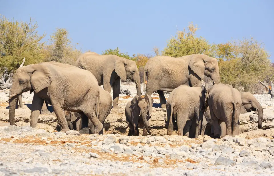 Namibia_Etosha_022.jpg