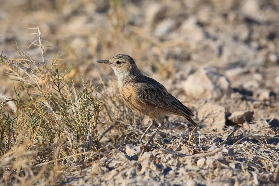 Namibia_Etosha_033.jpg