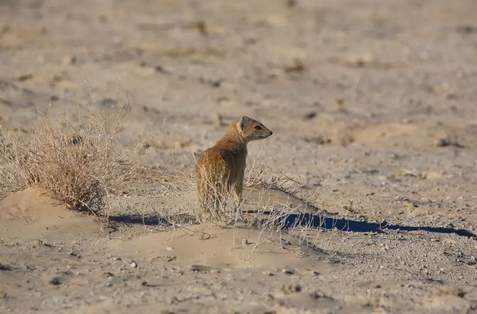 Namibia_Etosha_038.jpg