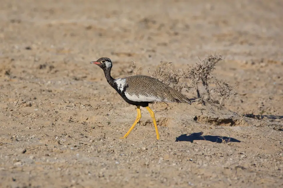 Namibia_Etosha_041.jpg