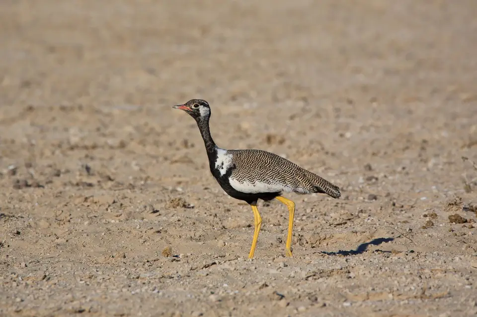 Namibia_Etosha_043.jpg