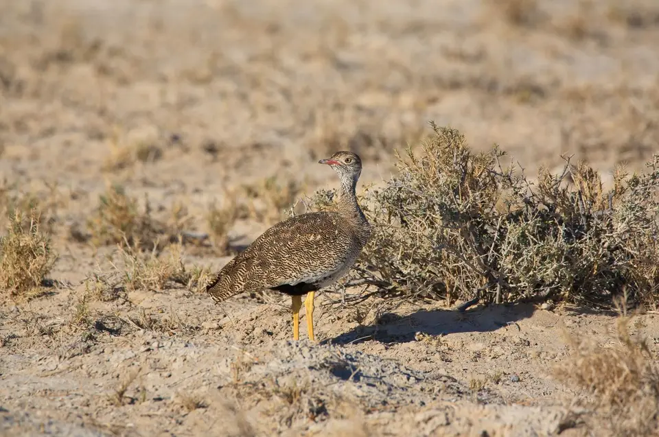 Namibia_Etosha_044.jpg