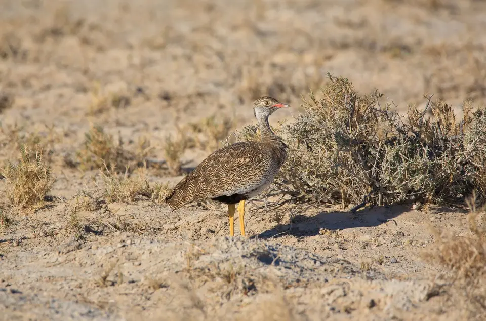 Namibia_Etosha_045.jpg