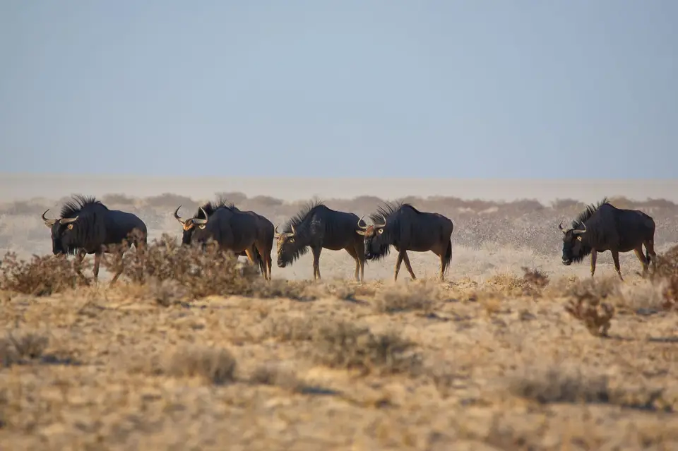 Namibia_Etosha_049.jpg