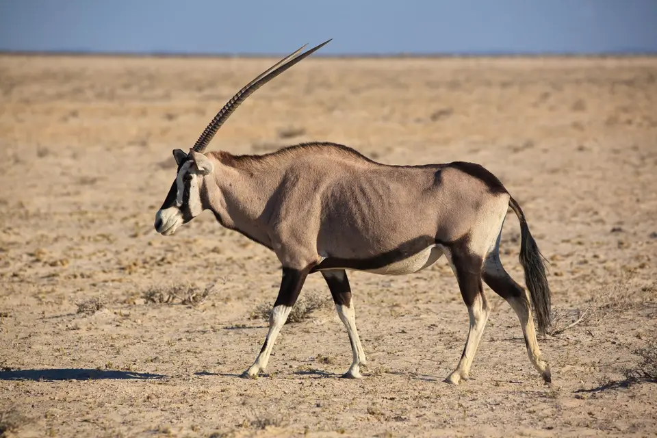 Namibia_Etosha_051.jpg