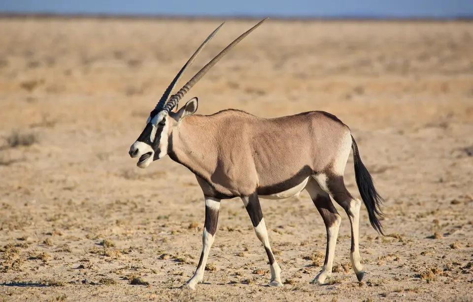 Namibia_Etosha_055.jpg