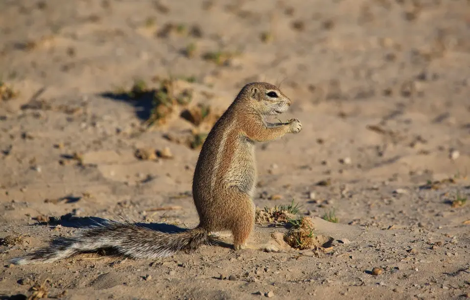 Namibia_Etosha_056.jpg