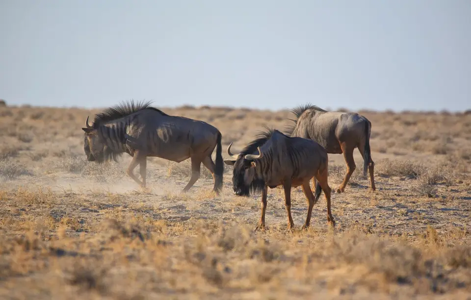 Namibia_Etosha_061.jpg