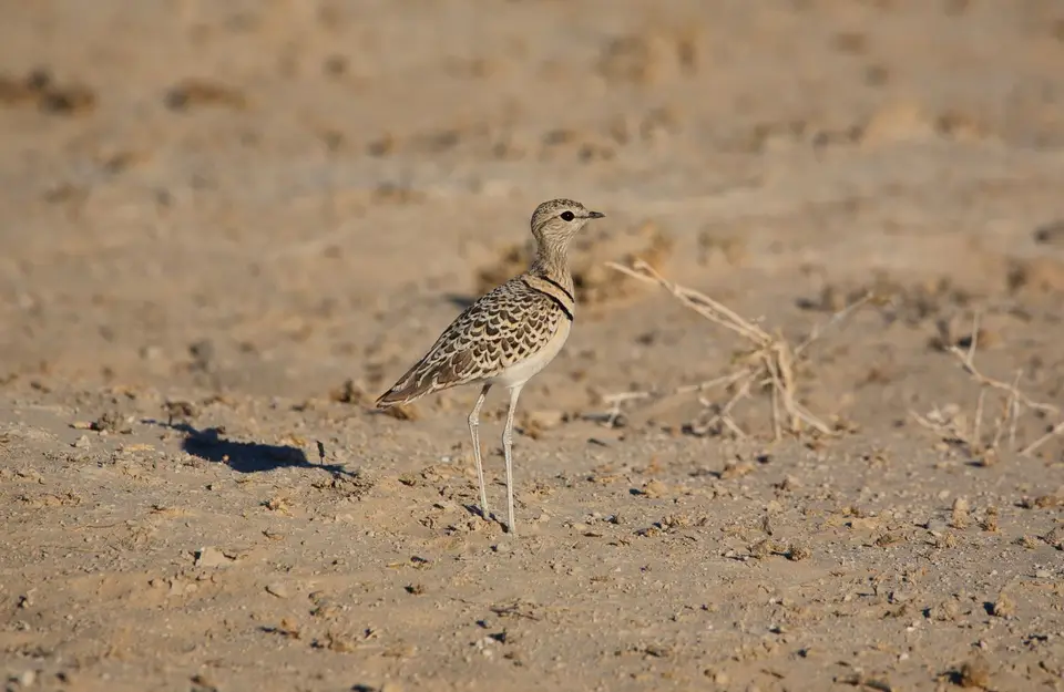 Namibia_Etosha_065.jpg