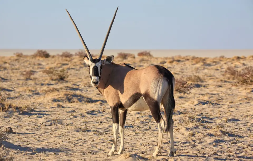 Namibia_Etosha_066.jpg