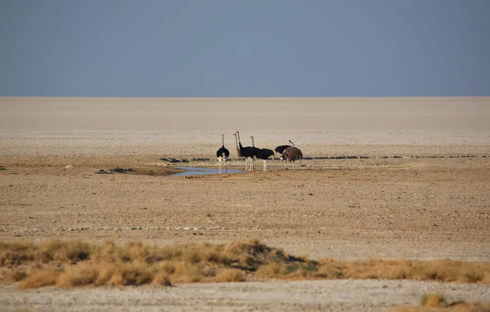 Namibia_Etosha_067.jpg