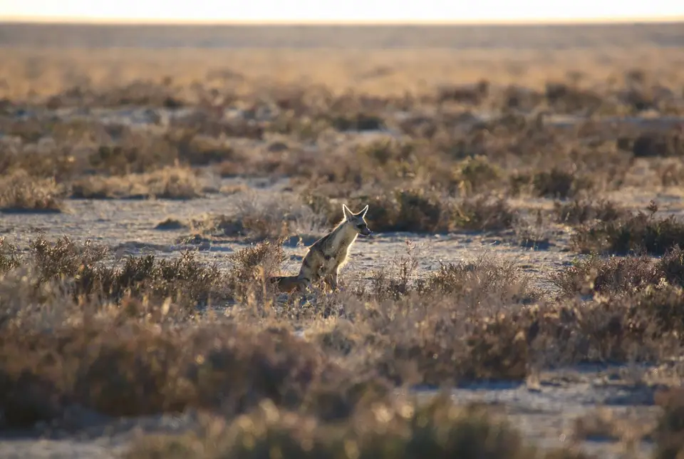 Namibia_Etosha_071.jpg