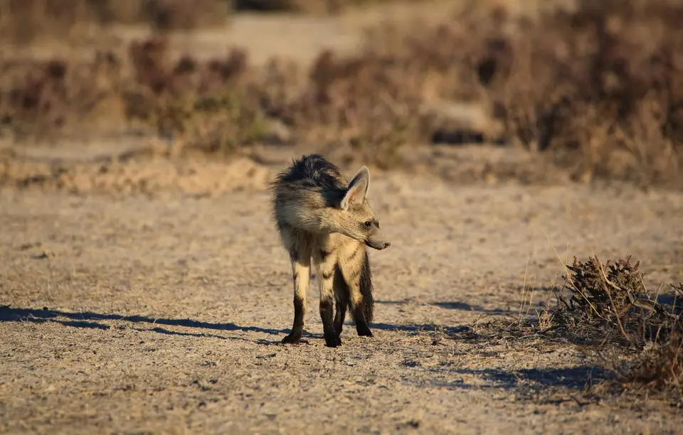 Namibia_Etosha_073.jpg