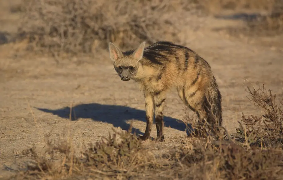 Namibia_Etosha_076.jpg