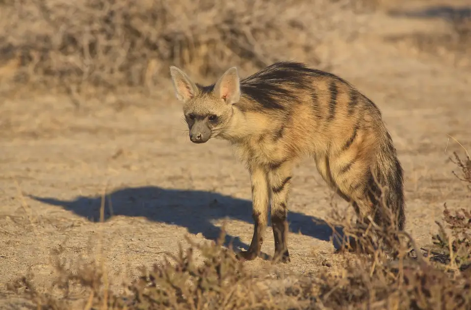 Namibia_Etosha_077.jpg