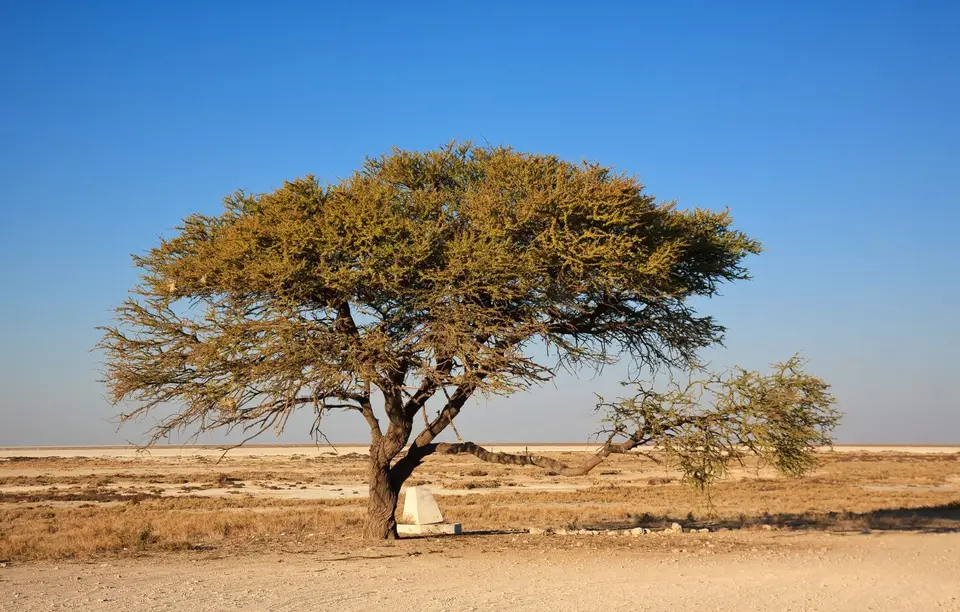 Namibia_Etosha_078.jpg