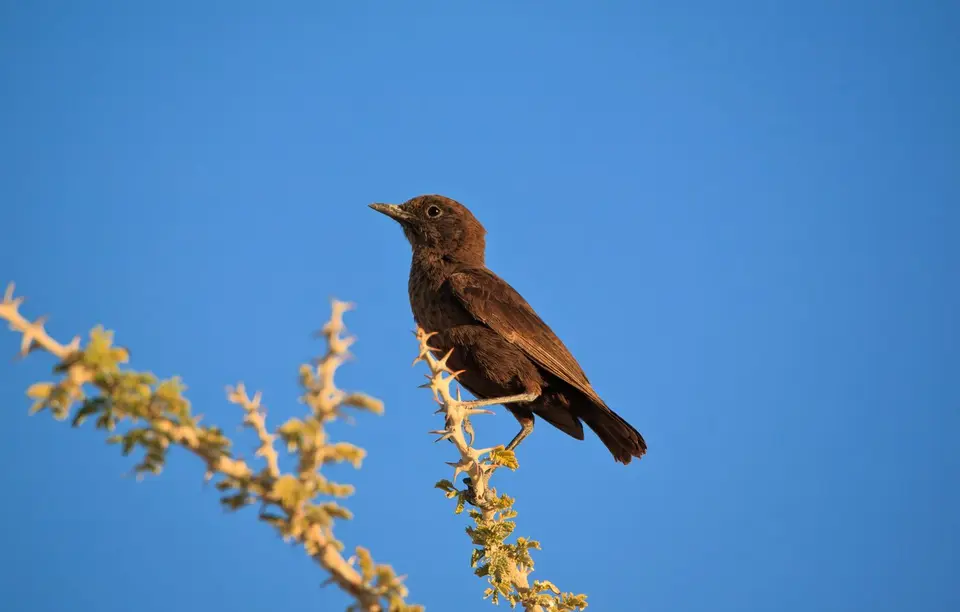 Namibia_Etosha_079.jpg