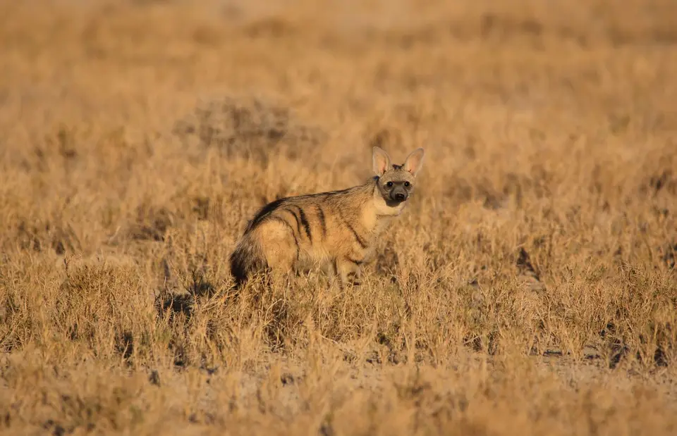 Namibia_Etosha_082.jpg