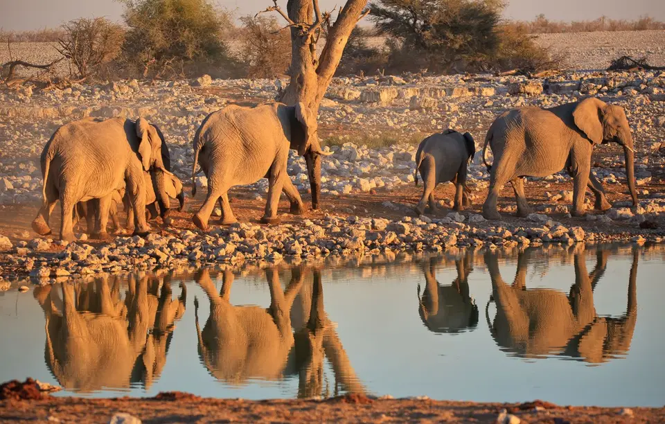 Namibia_Etosha_083.jpg