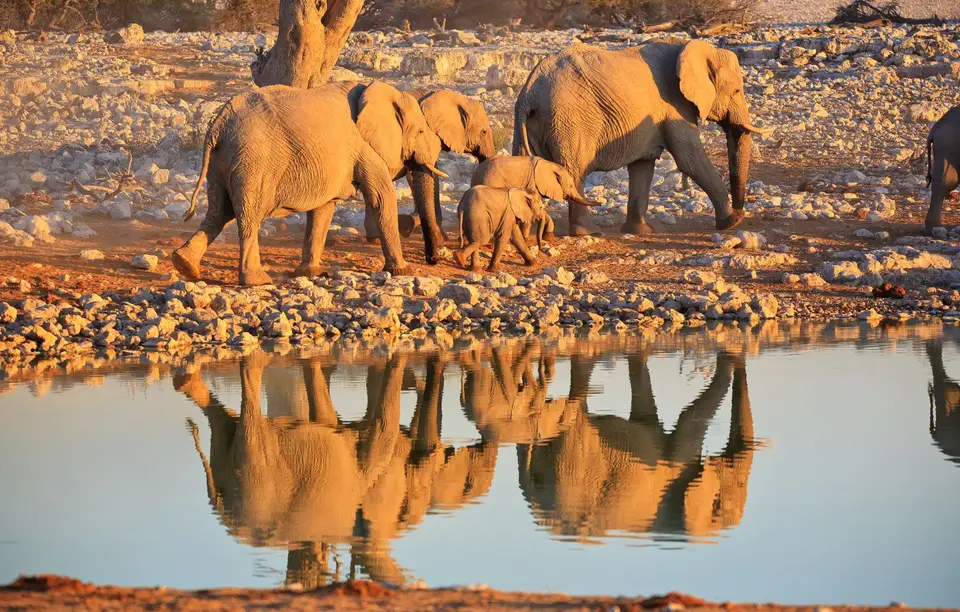 Namibia_Etosha_085.jpg