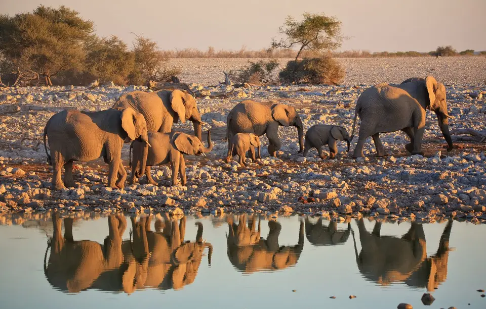 Namibia_Etosha_088.jpg