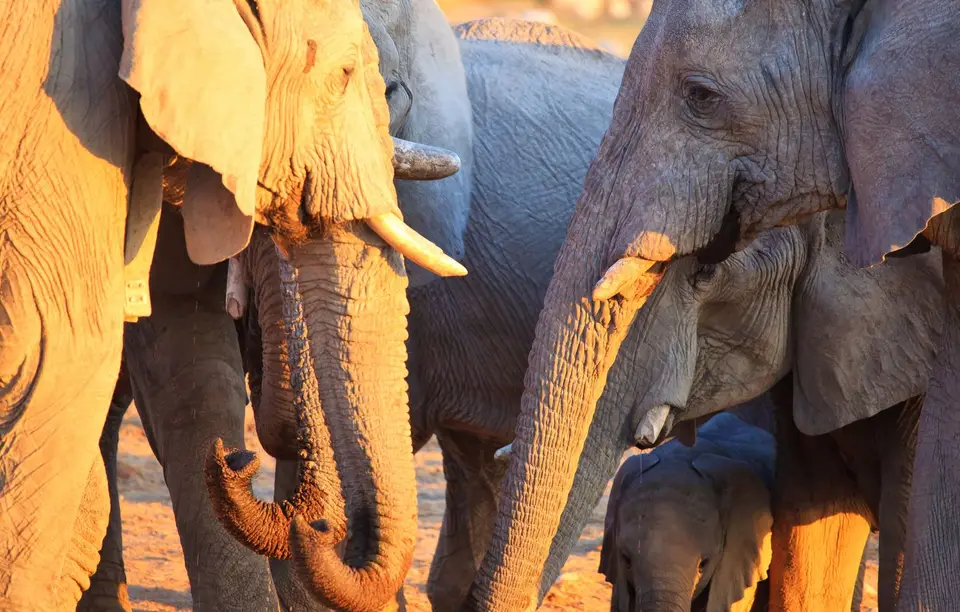 Namibia_Etosha_090.jpg