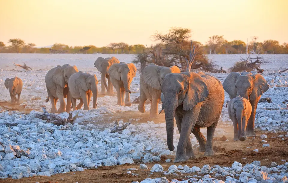 Namibia_Etosha_091.jpg