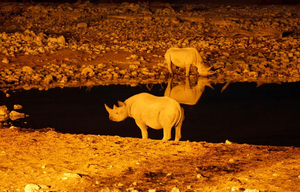 Namibia_Etosha_096.jpg