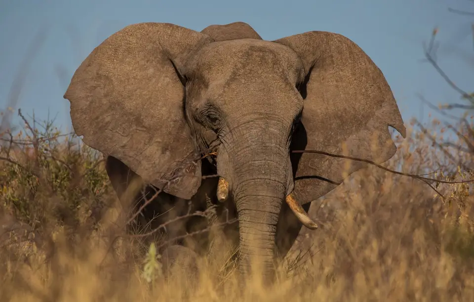 Namibia_Etosha_1004.jpg