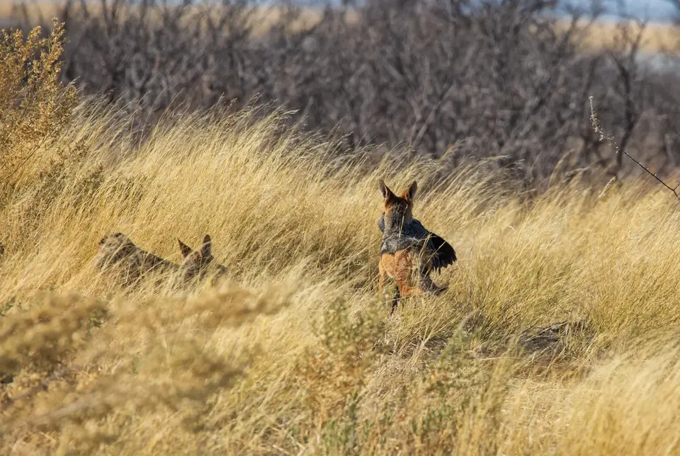 Namibia_Etosha_1006.jpg
