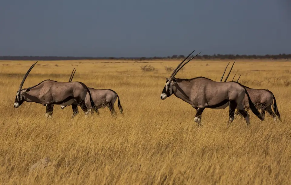 Namibia_Etosha_1011.jpg