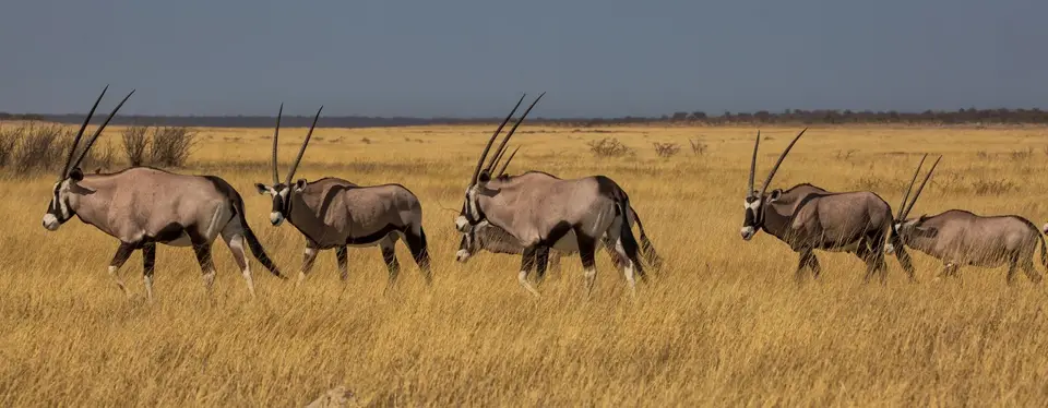 Namibia_Etosha_1012.jpg