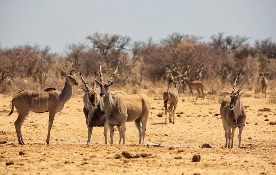 Namibia_Etosha_1016.jpg