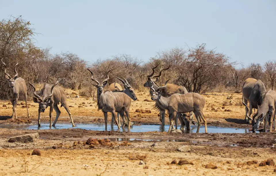 Namibia_Etosha_1019.jpg