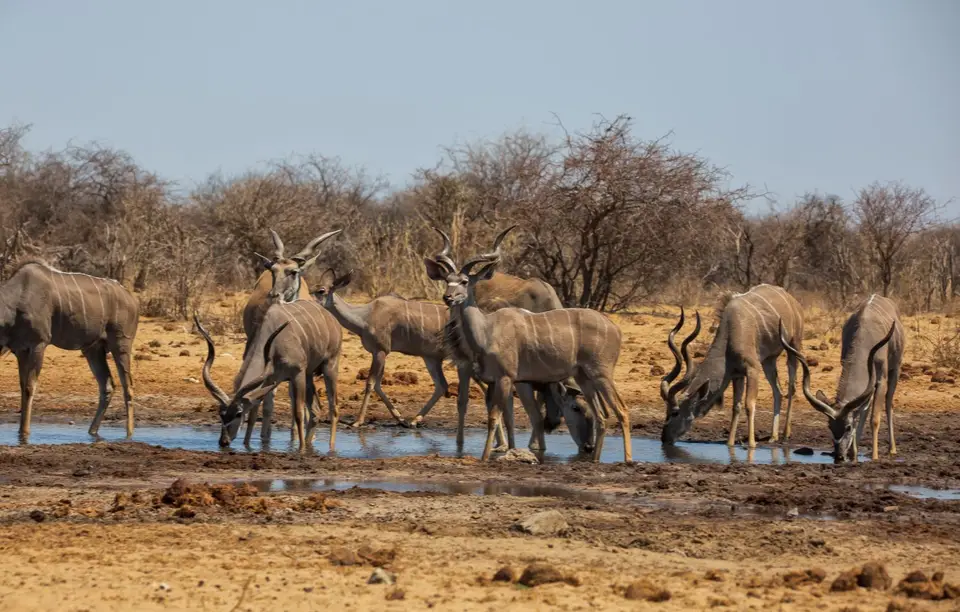Namibia_Etosha_1020.jpg