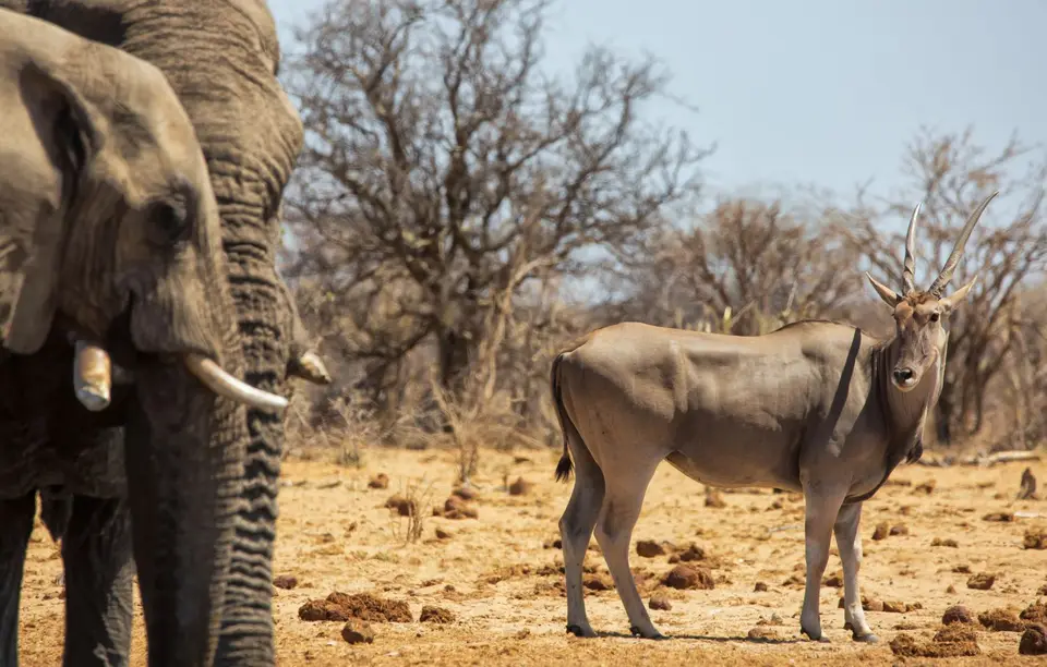 Namibia_Etosha_1021.jpg