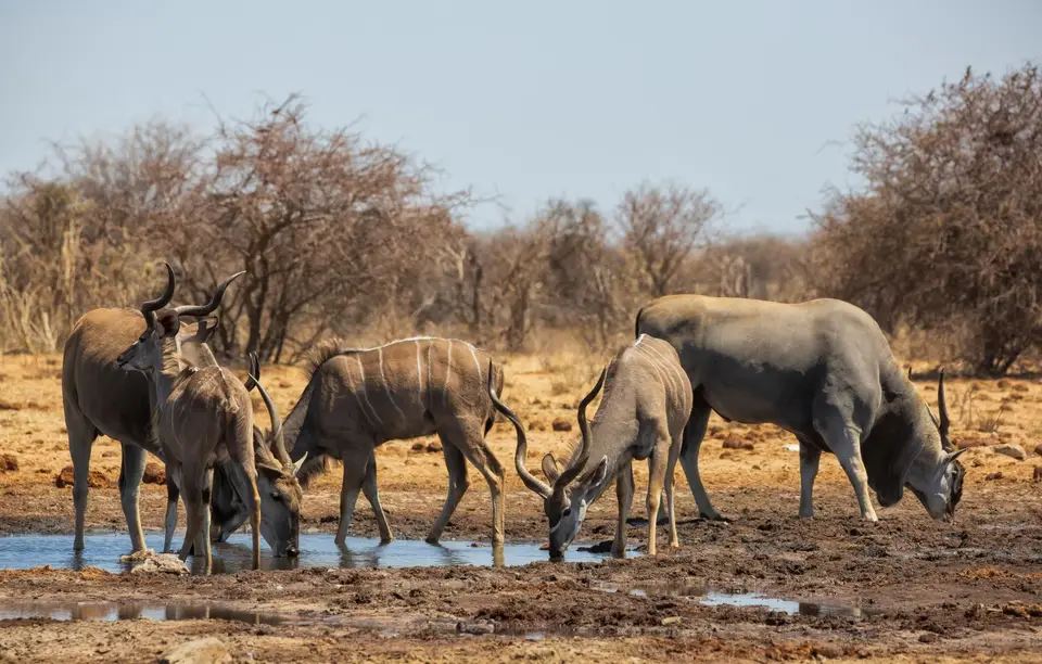 Namibia_Etosha_1022.jpg