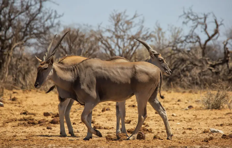 Namibia_Etosha_1023.jpg
