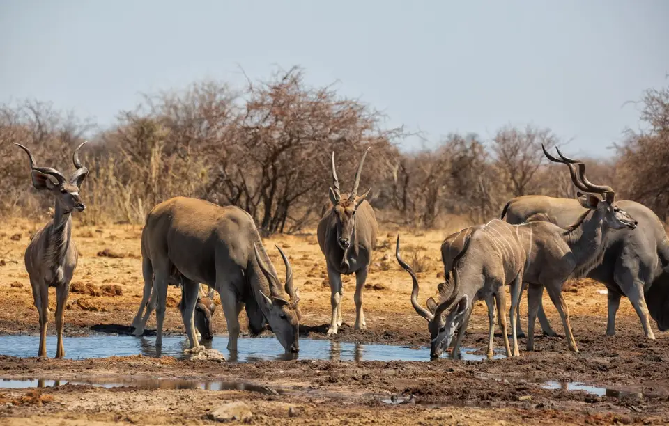 Namibia_Etosha_1024.jpg