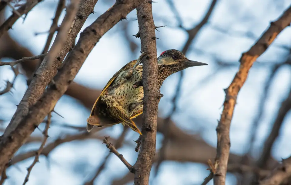 Namibia_Etosha_1052.jpg