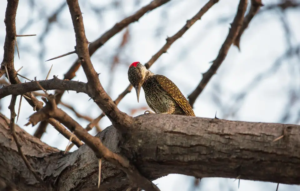 Namibia_Etosha_1053.jpg