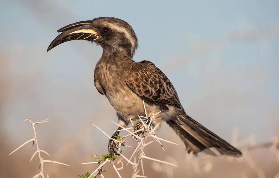 Namibia_Etosha_1054.jpg