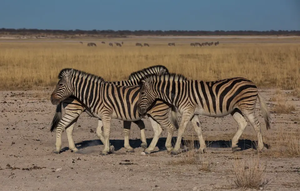 Namibia_Etosha_1056.jpg