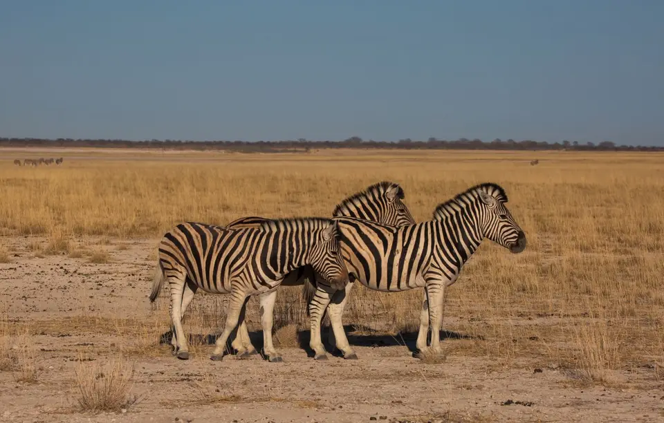 Namibia_Etosha_1057.jpg